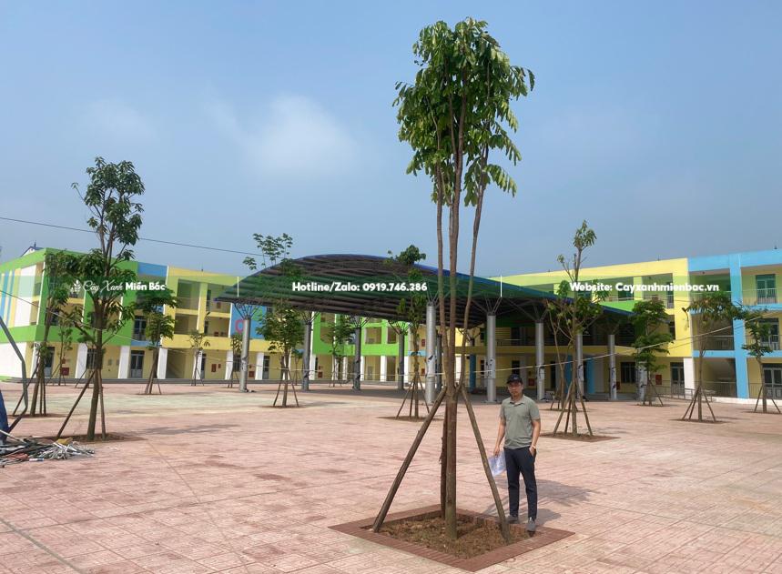 mua bán cây vàng anh giá tốt