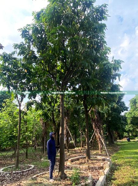 mua bán cây vàng anh mua bán cây vàng anh