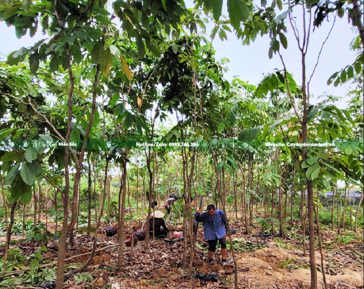 sản xuất cây vàng anh cỡ nhỏ