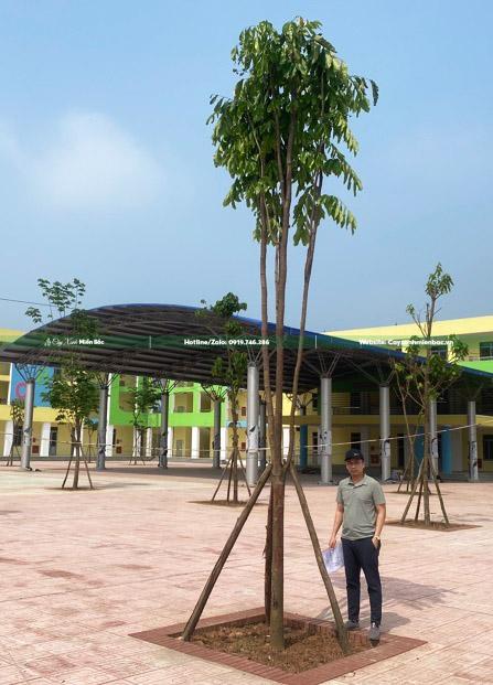 trồng cây vàng anh giá tốt trồng cây vàng anh giá tốt