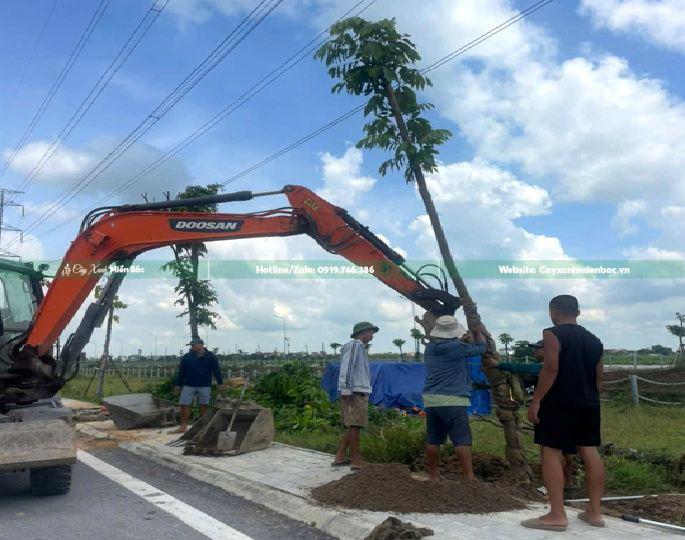 trồng cây vàng anh tại công trình
