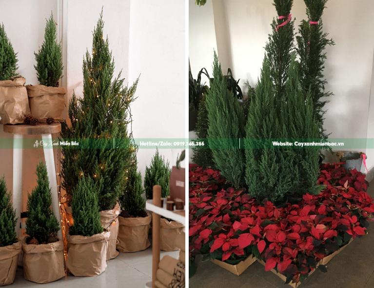 Trồng bán cây Sơn Tùng