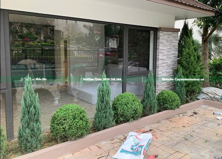 bán cây sơn tùng