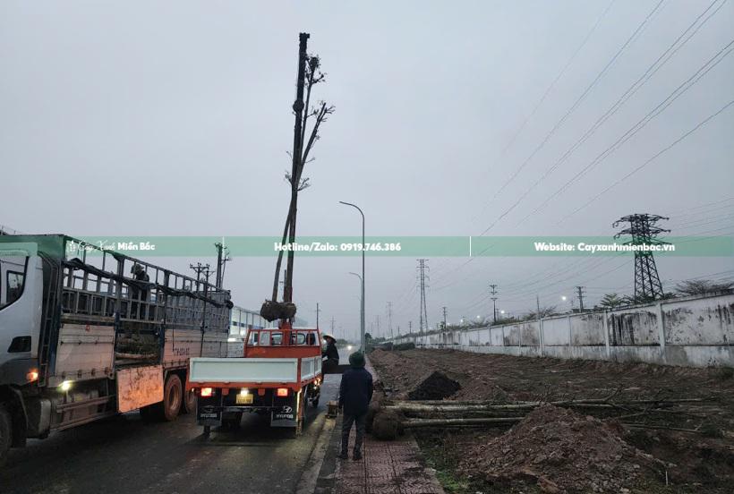 cây bàng đài loan công trình