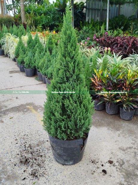 cây sơn tùng 02 cây sơn tùng 02