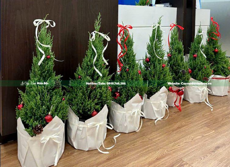 cây sơn tùng giá rẻ