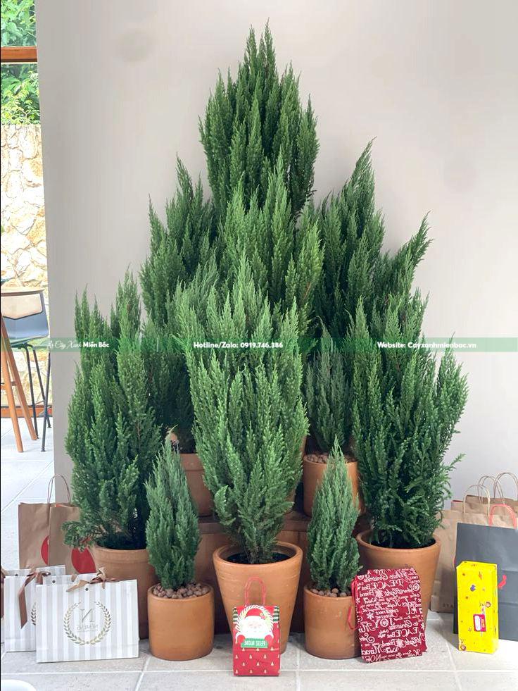 cây sơn tùng giá tốt cây sơn tùng giá tốt