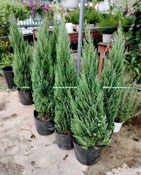 cây sơn tùng noel cây sơn tùng noel