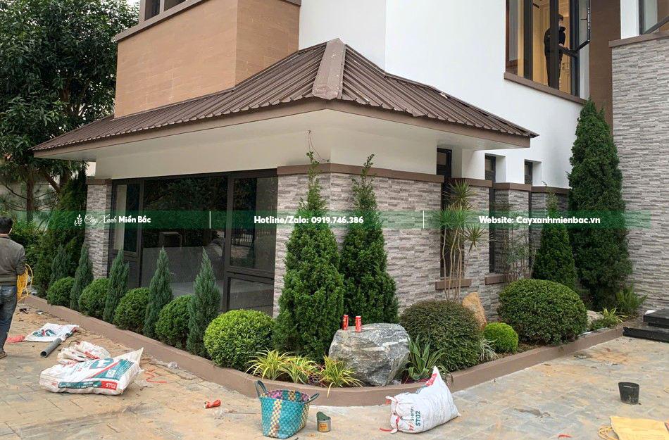 cây sơn tùng trồng biệt thự