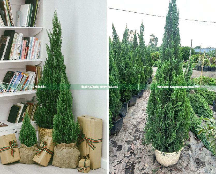 cây tùng noel giá rẻ