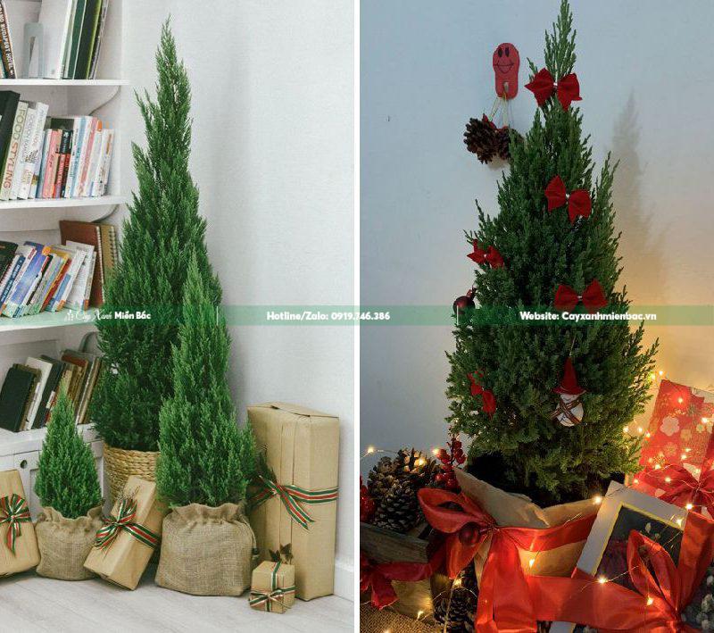 cây tùng noel giá tốt