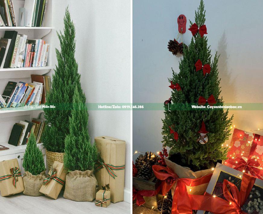 cây tùng noel giá tốt cây tùng noel giá tốt