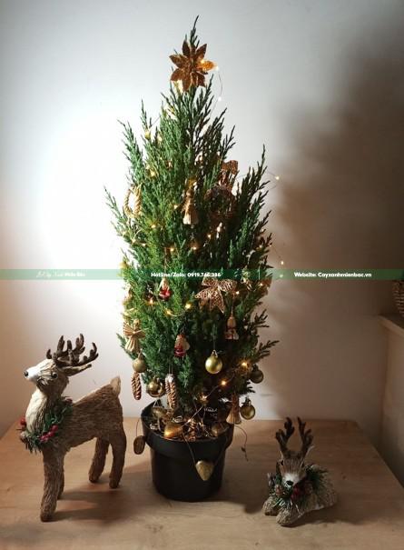 cây tùng noel cây tùng noel