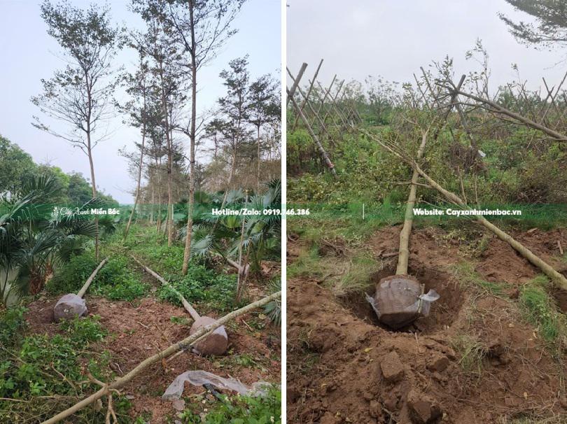 mua bán cây bàng đài loan