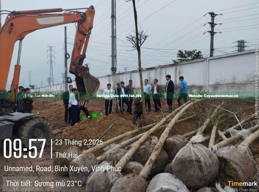 trồng cây bàng đài loan