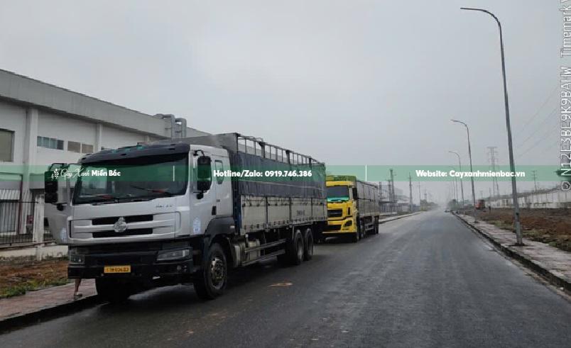 vận chuyển cây bàng đài loan