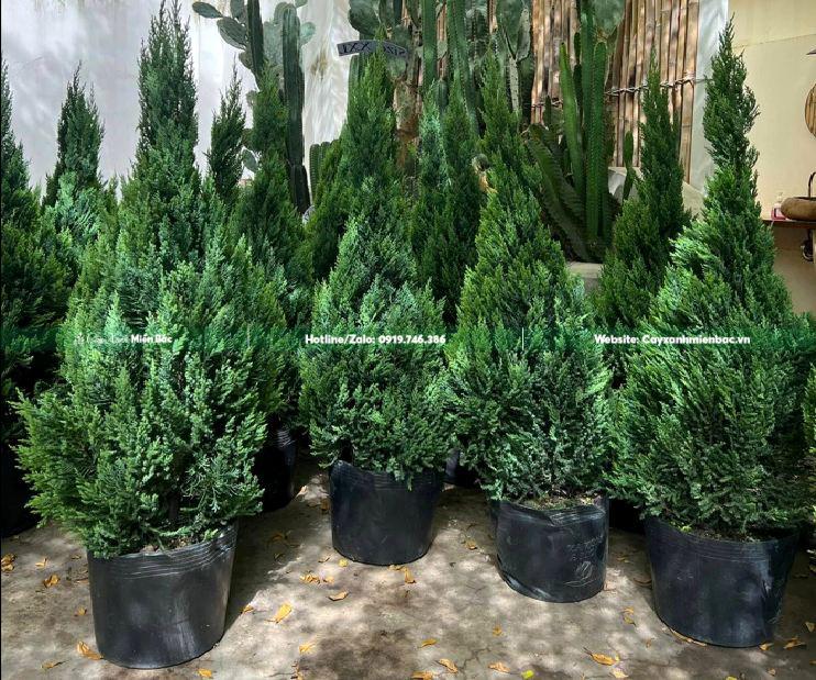 vườn cây sơn tùng