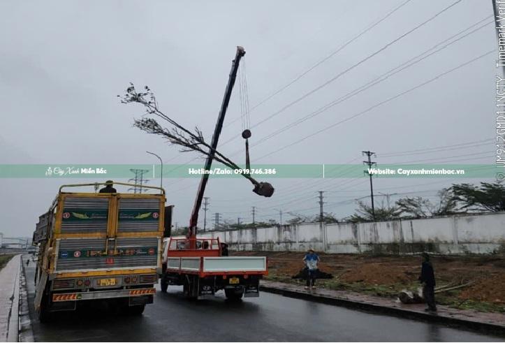 xếp dỡ cây bàng đài loan