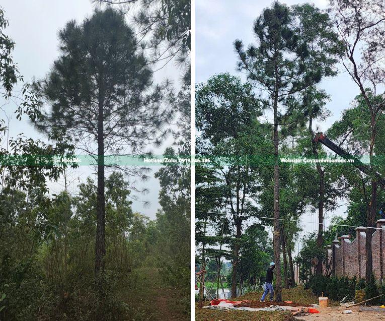 Bán cây thông giá tốt