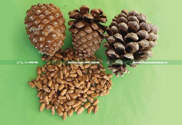 Cấu tạo quả thông