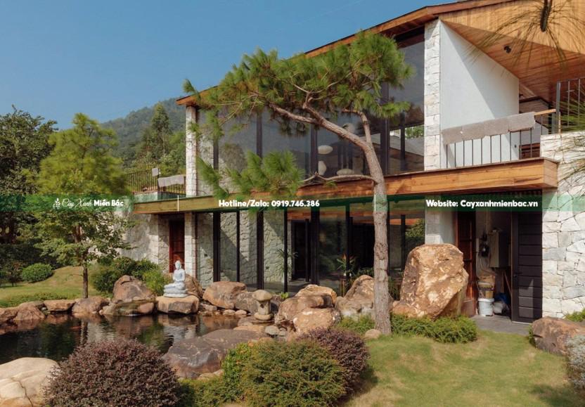 Cây thông trồng hồ cá