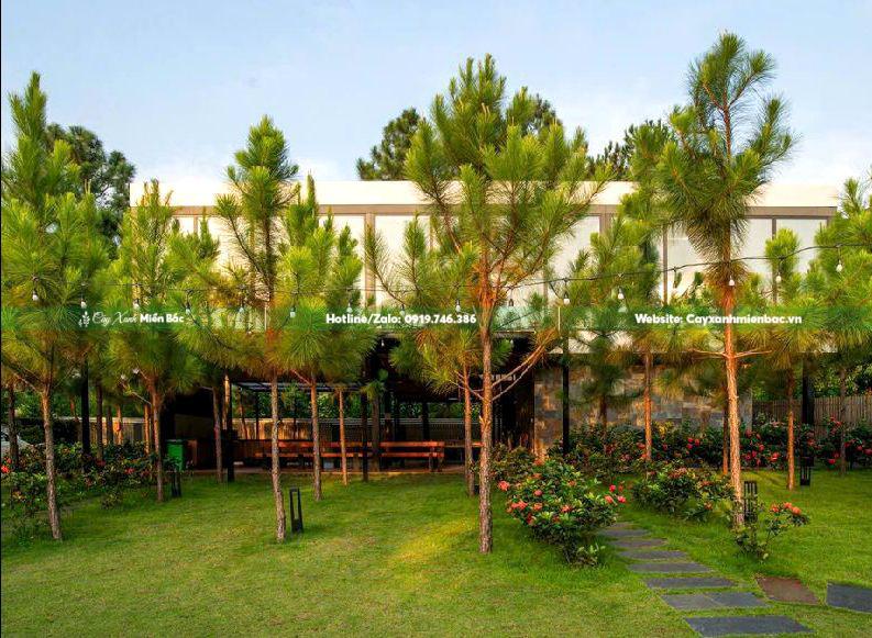 Cây thông trồng resort đẹp