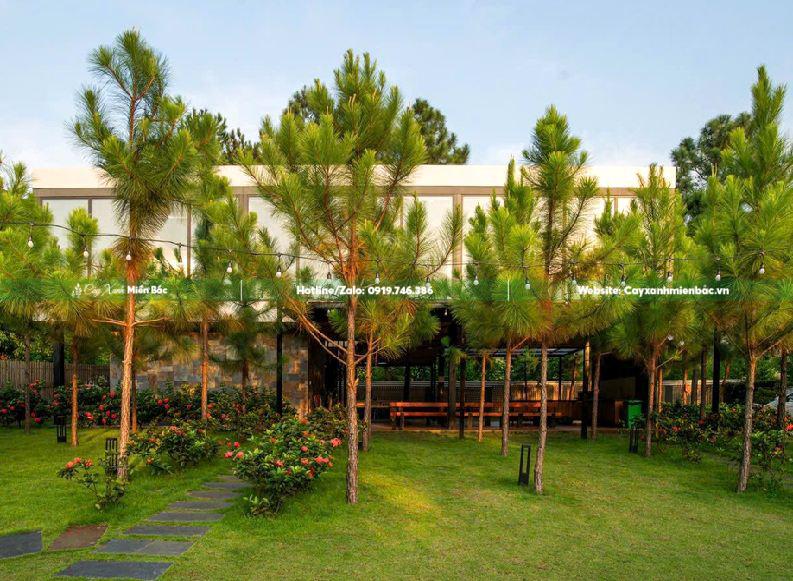 Cây thông trồng resort đẹp