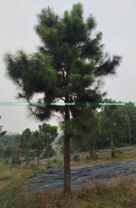 Mua cây thông Mua cây thông