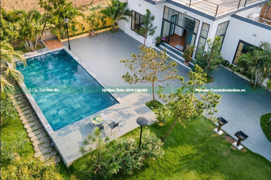 Trồng cây thông tại nhà