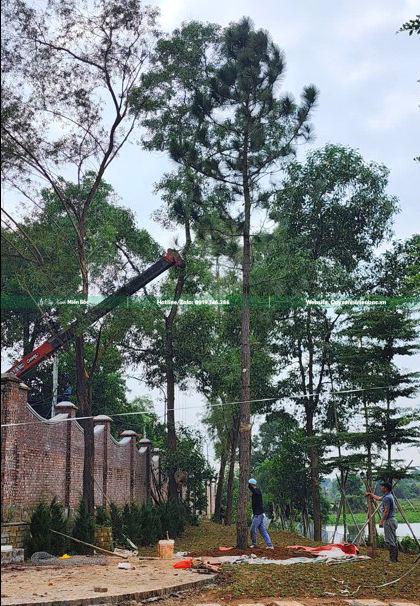 Trồng cây thông Trồng cây thông