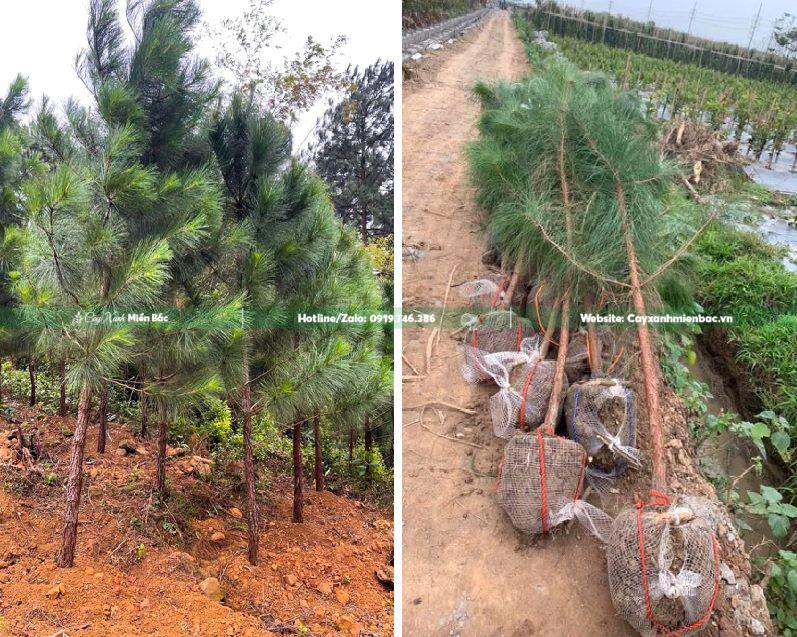 bán mua cây thông giá tốt