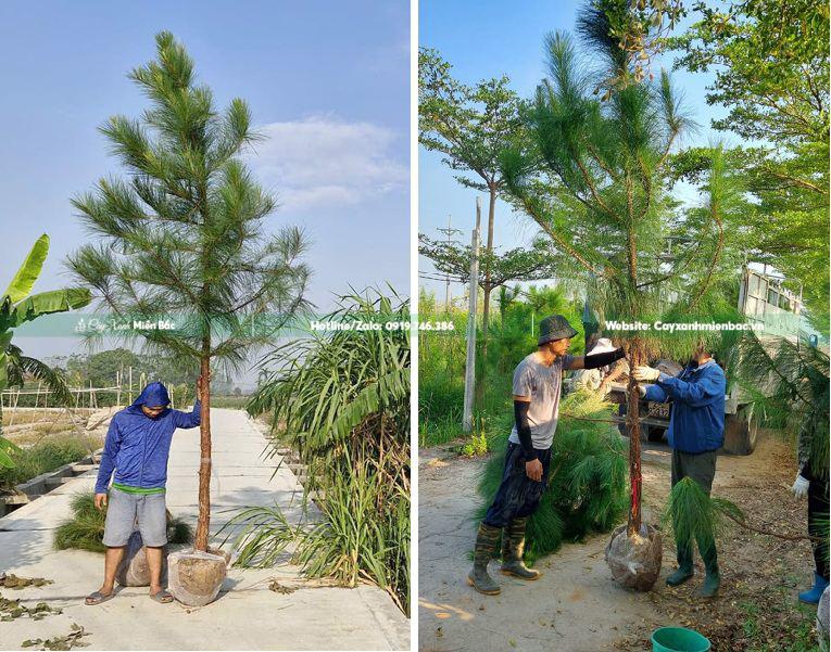 cây thông cỡ trung
