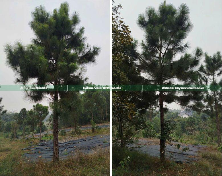 cây thông giá tốt