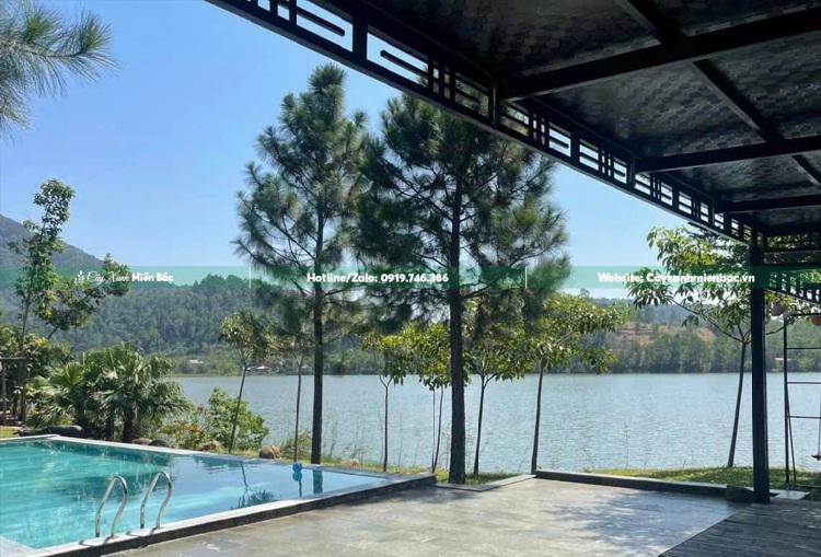 cây thông trang trí bể bơi