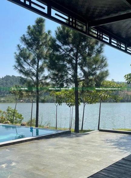 cây thông trồng bể bơi cây thông trồng bể bơi