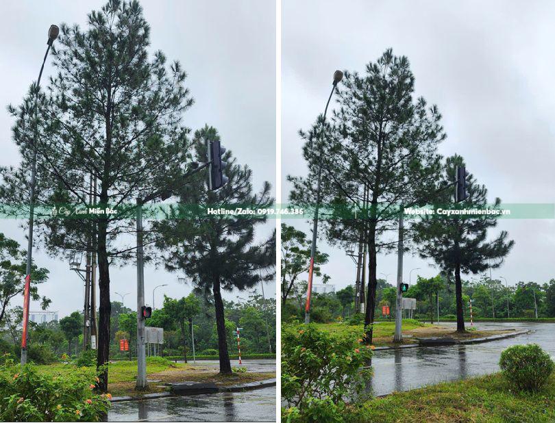 cây thông trồng đường phố