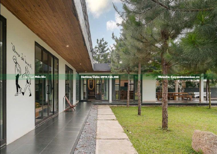 cây thông trồng quán cafe