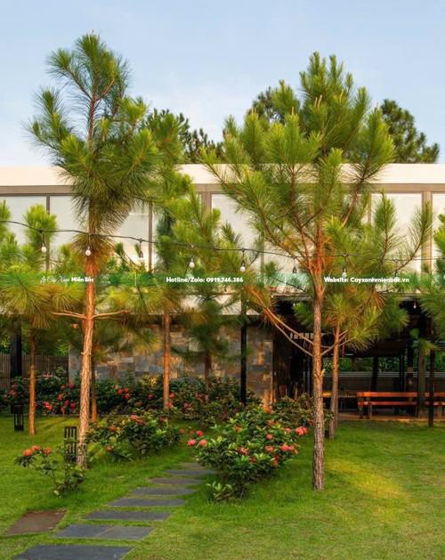 cây thông trồng resort cây thông trồng resort