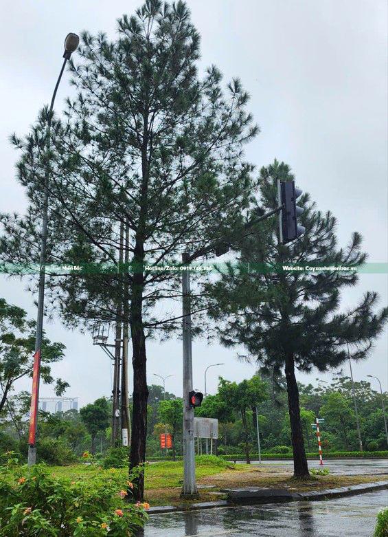 cây thông cây thông