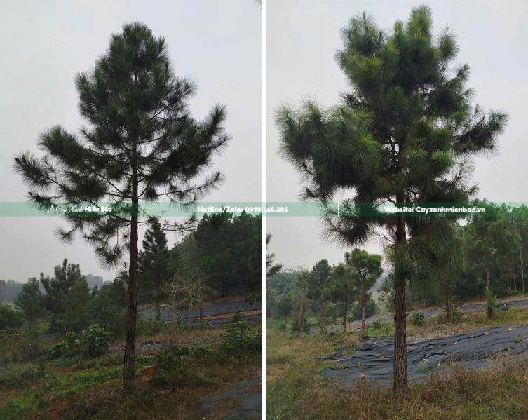 mua bán cây Thông cỡ lớn