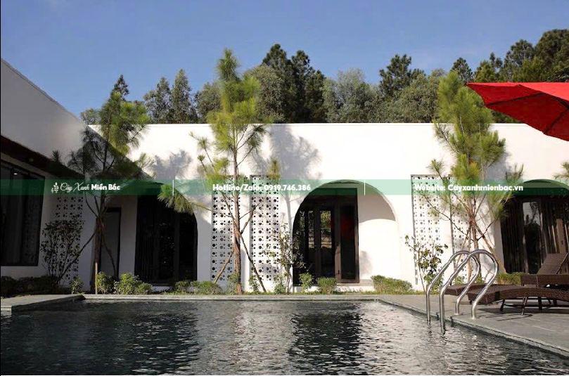 trồng cây thông công trình