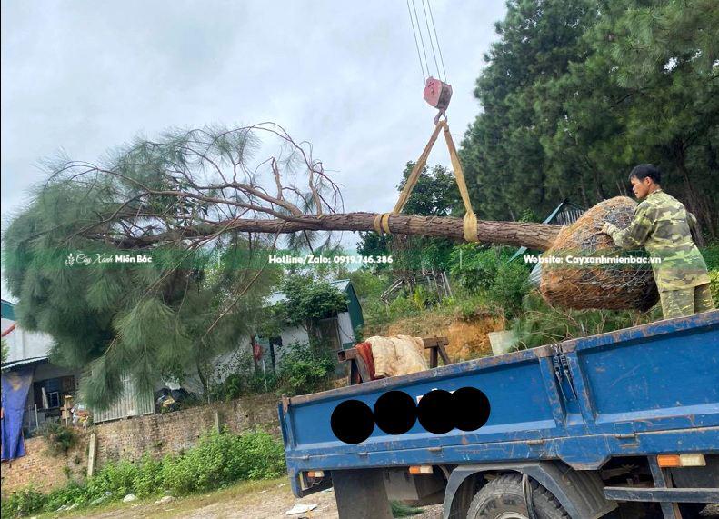 vận chuyển cây thông bằng cẩu