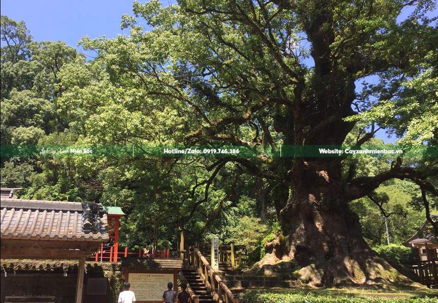 Cây long não khổng lồ tại Kagoshima (Nhật Bản)