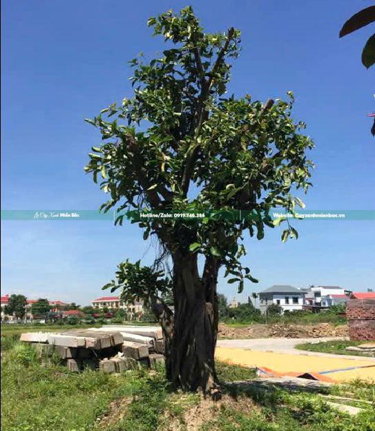 bán cây đa cổ thụ bán cây đa cổ thụ