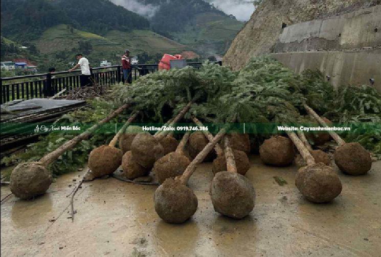 bán trồng cây sa mộc