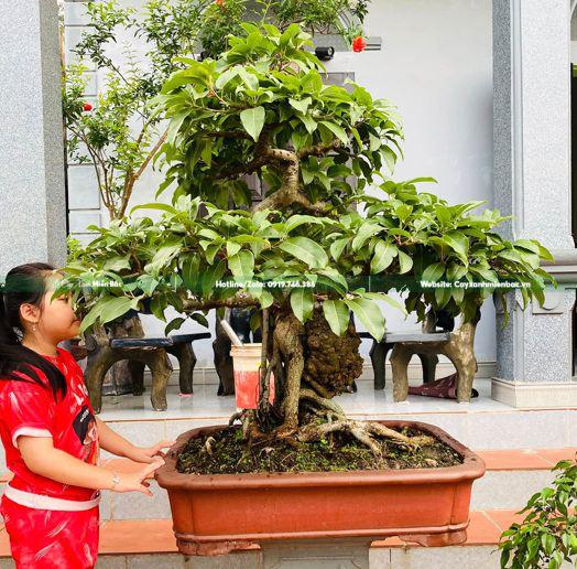 cây đa bonsai