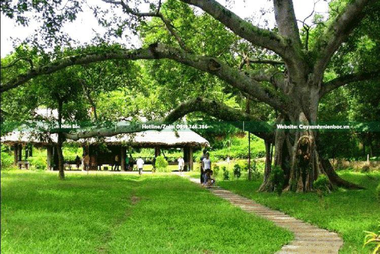 cây đa cảnh quan