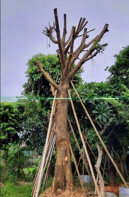 cây đa cỡ lớn cây đa cỡ lớn