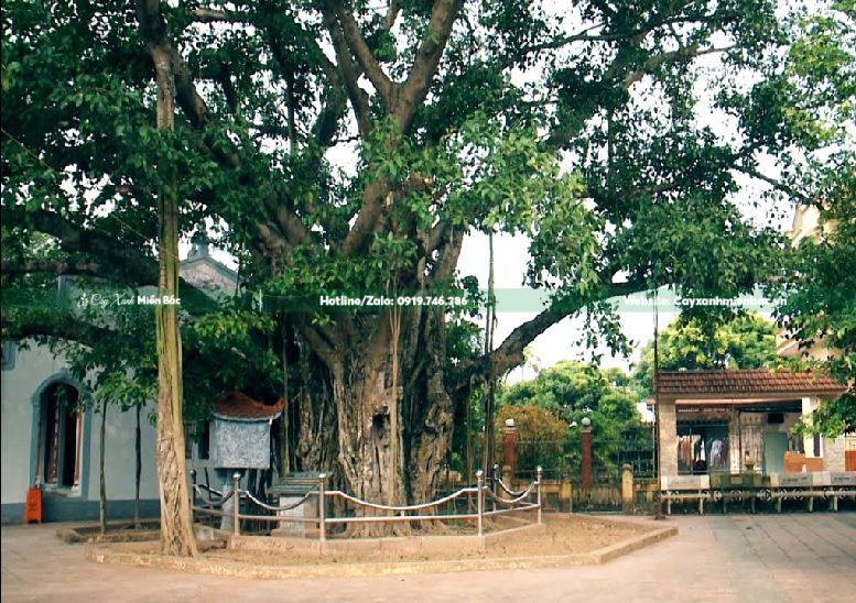 cây đa cổ thụ