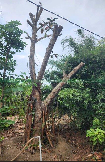 cây đa giá tốt